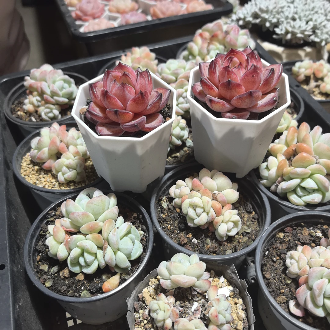 夜魔侠两个单头多肉