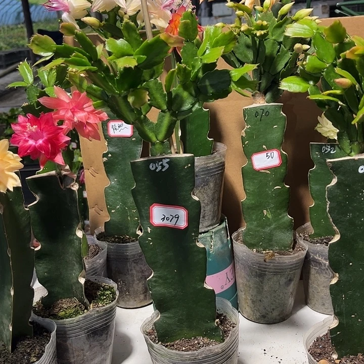 *****当前无花朵，栽培后可花朵055