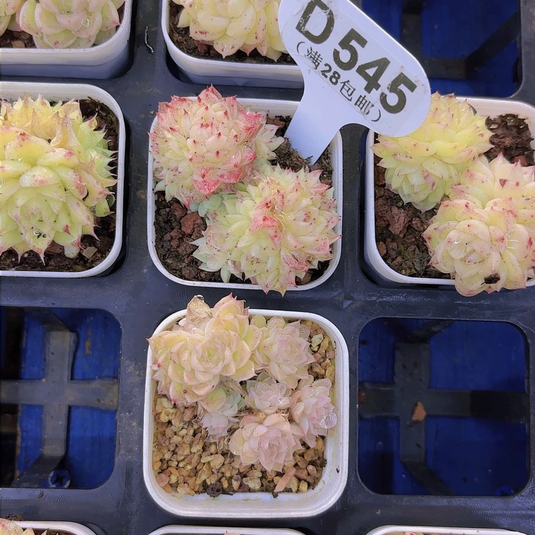 叽**噜D545麦秆一物一一拍