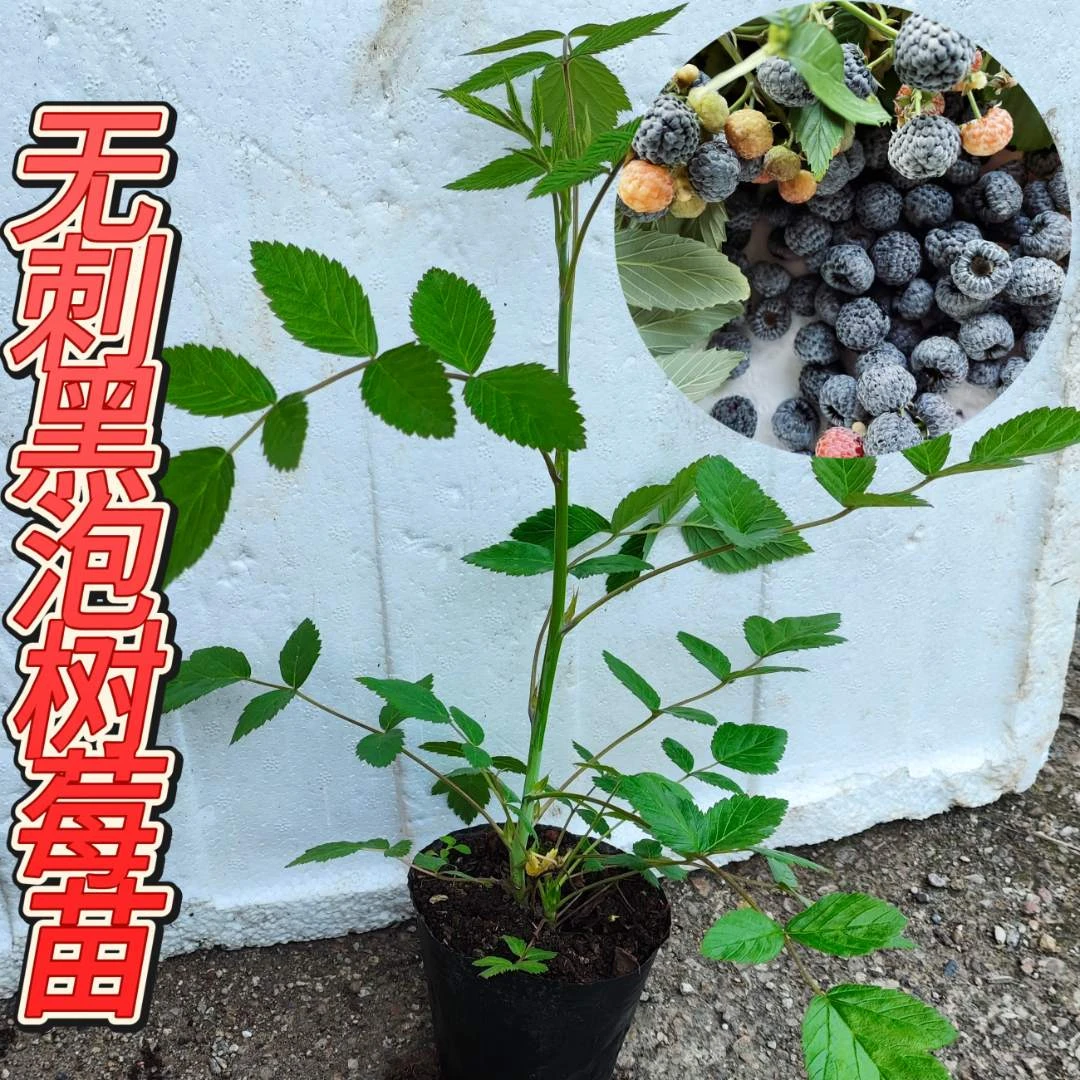 广西无刺黑泡树莓苗无刺黑树莓果树苗南北方可种无刺黑泡树莓苗