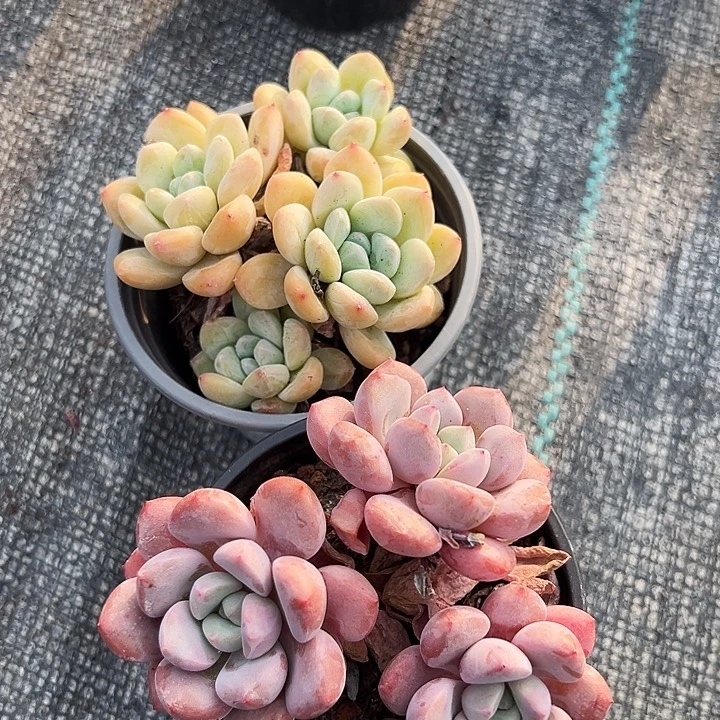 多头奶油美人，多头  白露