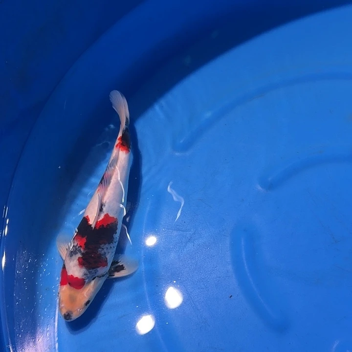 海水鱼昭和专拍链接