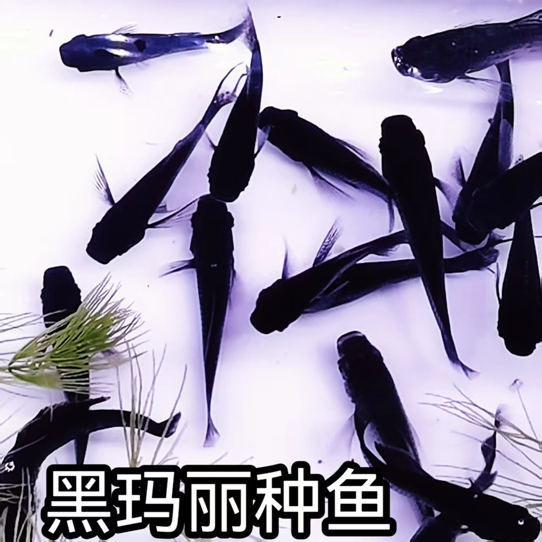 黑玛丽鱼胎生鱼便宜观赏鱼淡水小型皮球鱼热带鱼三色玛丽不用打氧