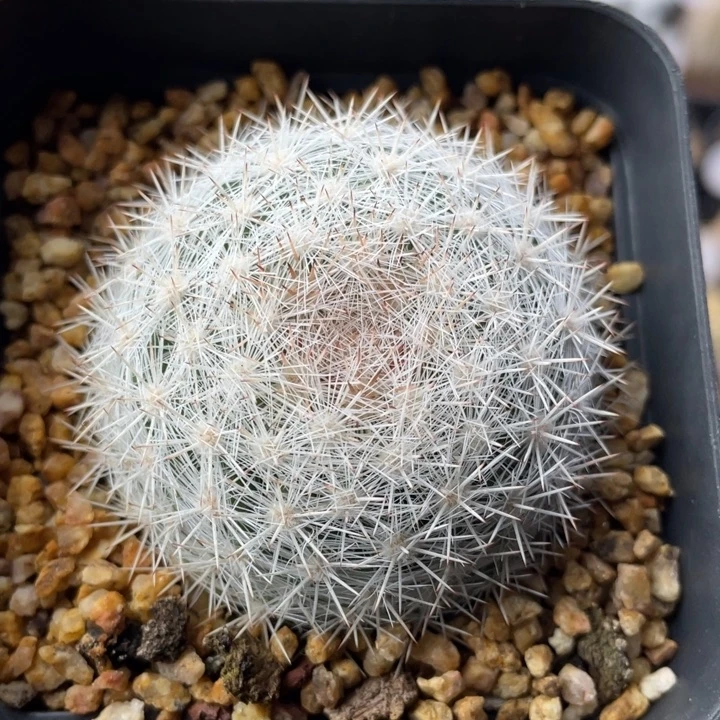 雪白丸        实生根