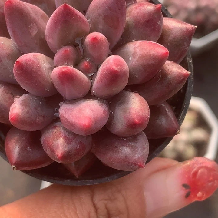 虞美人（满9.99包邮不满9.99发空盆）