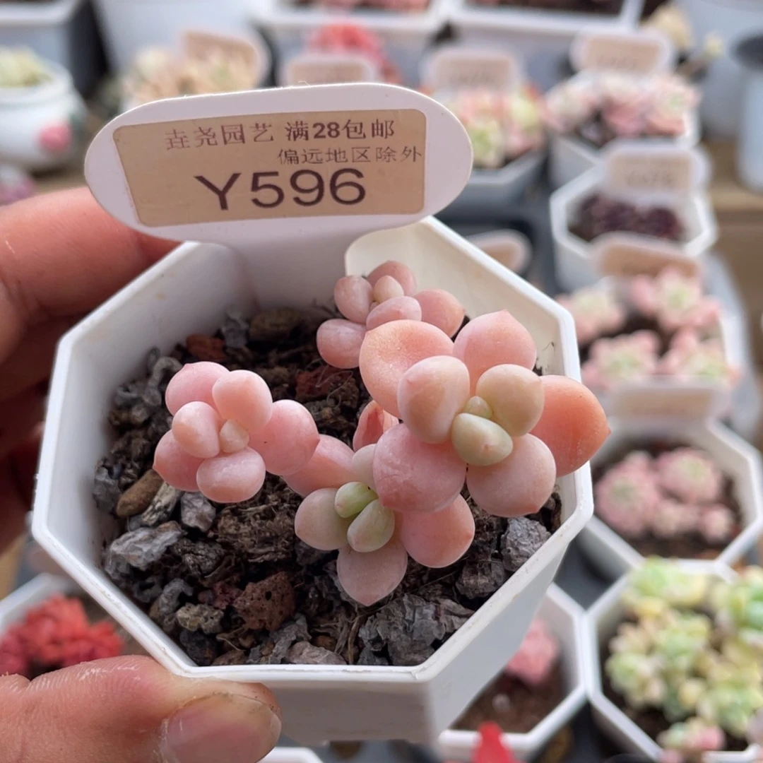 0596洛可可5.0厘米