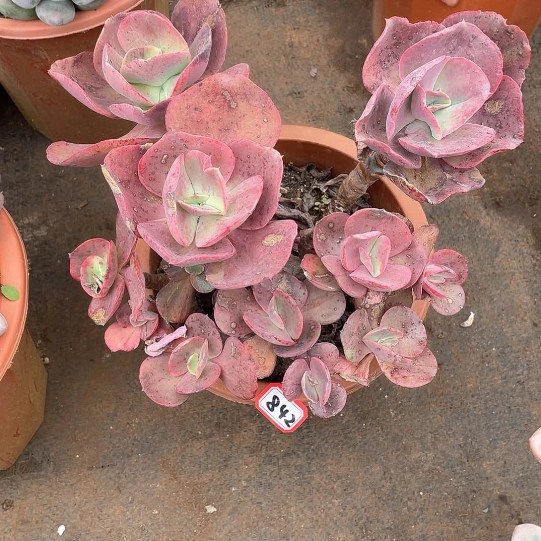 842秀妍一物一拍多肉