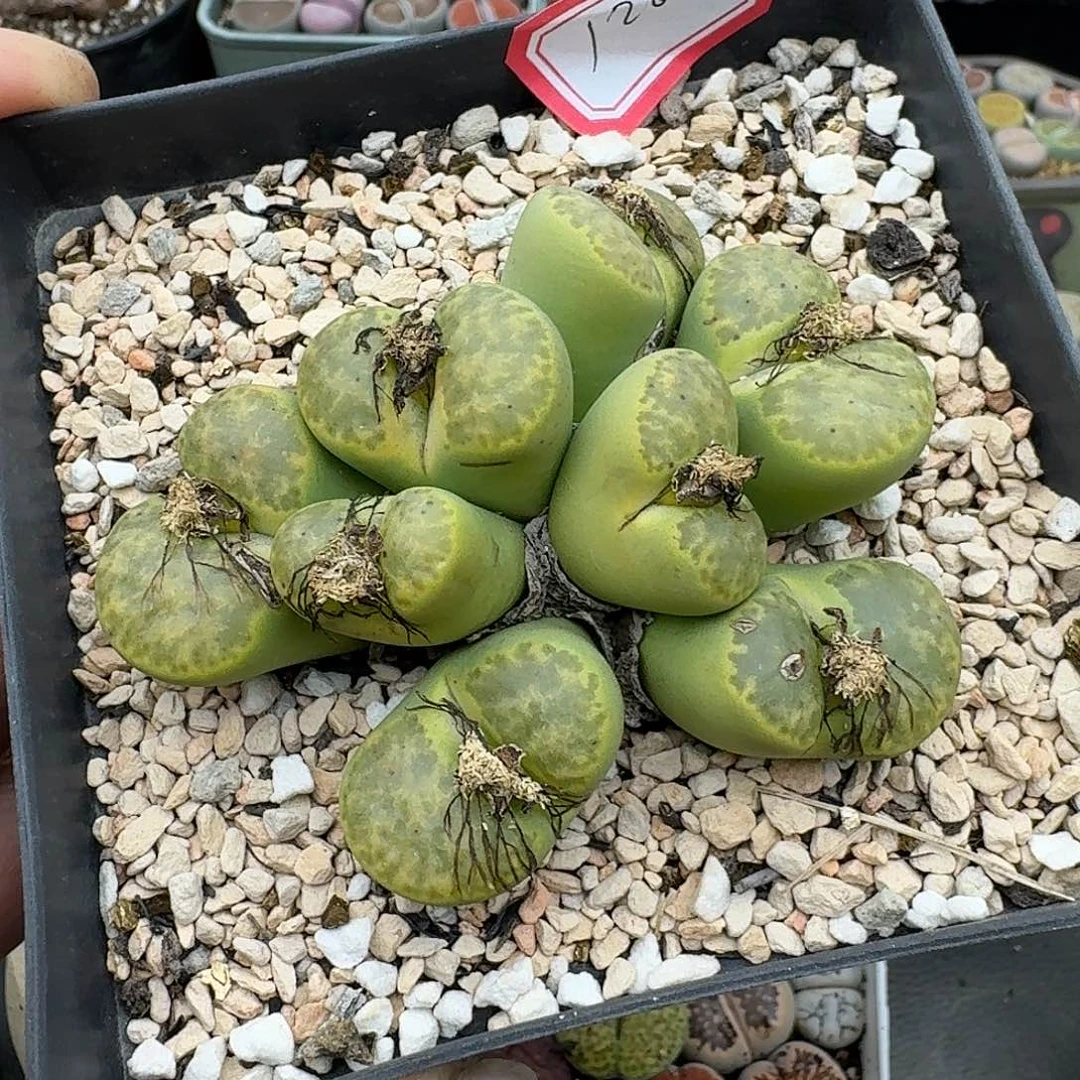 128多肉哈哈哈哈哈哈哈哈