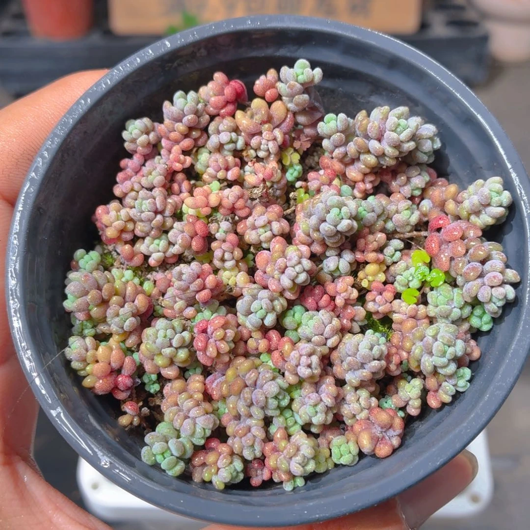 大姬星美人多肉9.9包邮发货