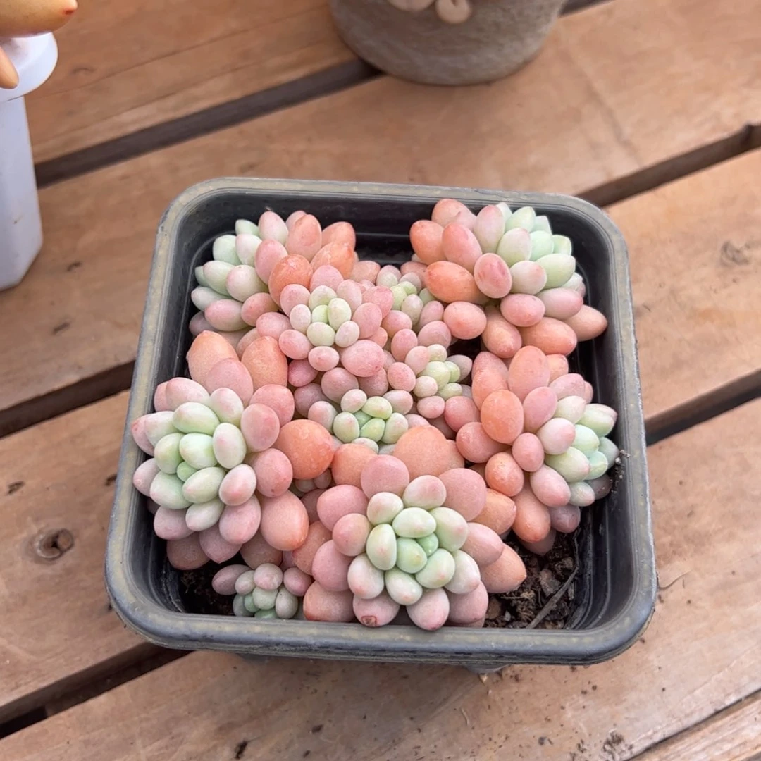 洛可可多肉植物好看