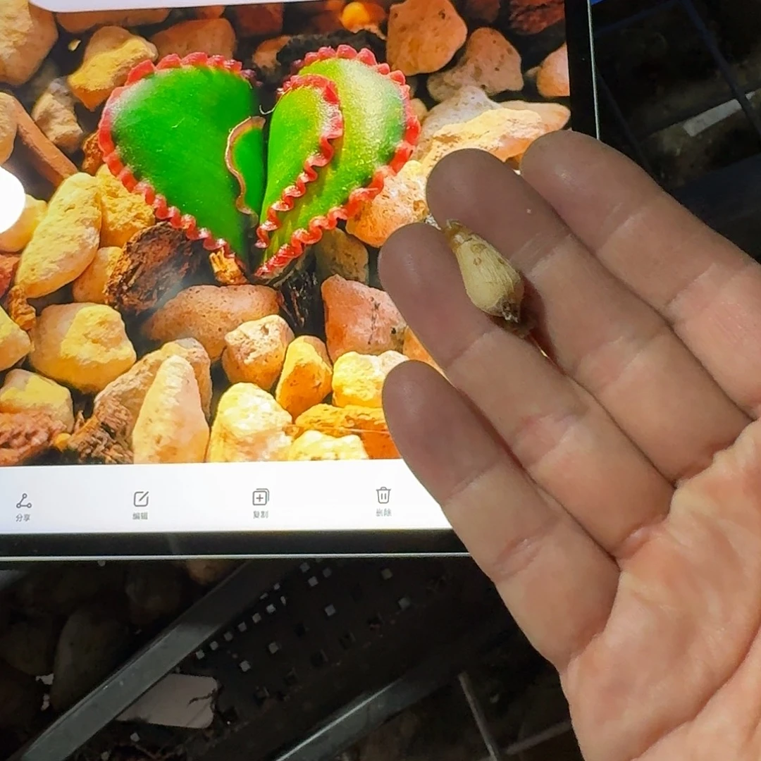 红蕾丝灯台百合一个