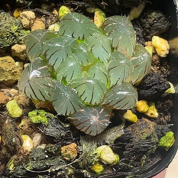 5冰灯毛玉露锦头家多肉十二卷