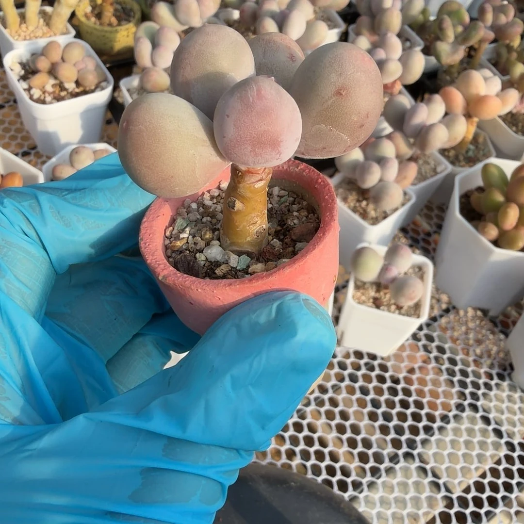 米可奶酪一物一拍