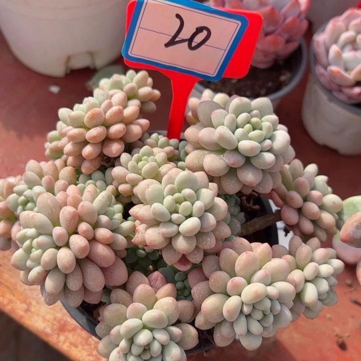 完全开放20洛可可平平安安健健康康