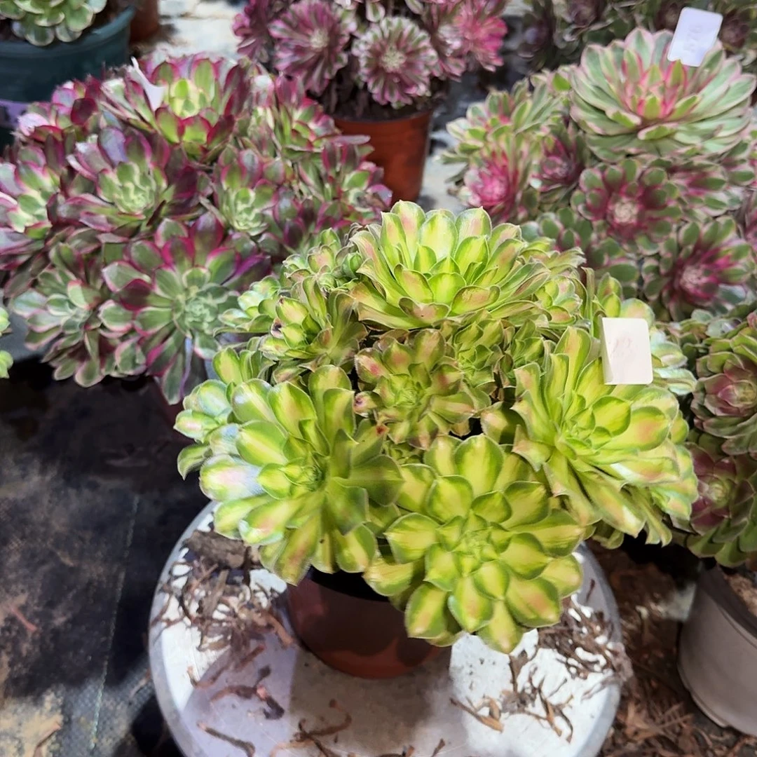 多肉植物韶华0523