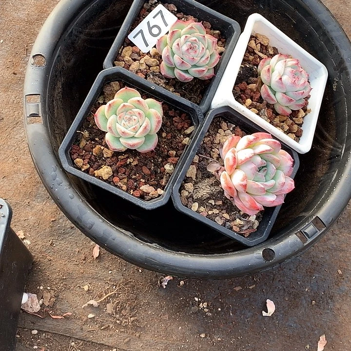 767四颗 一物一拍多肉