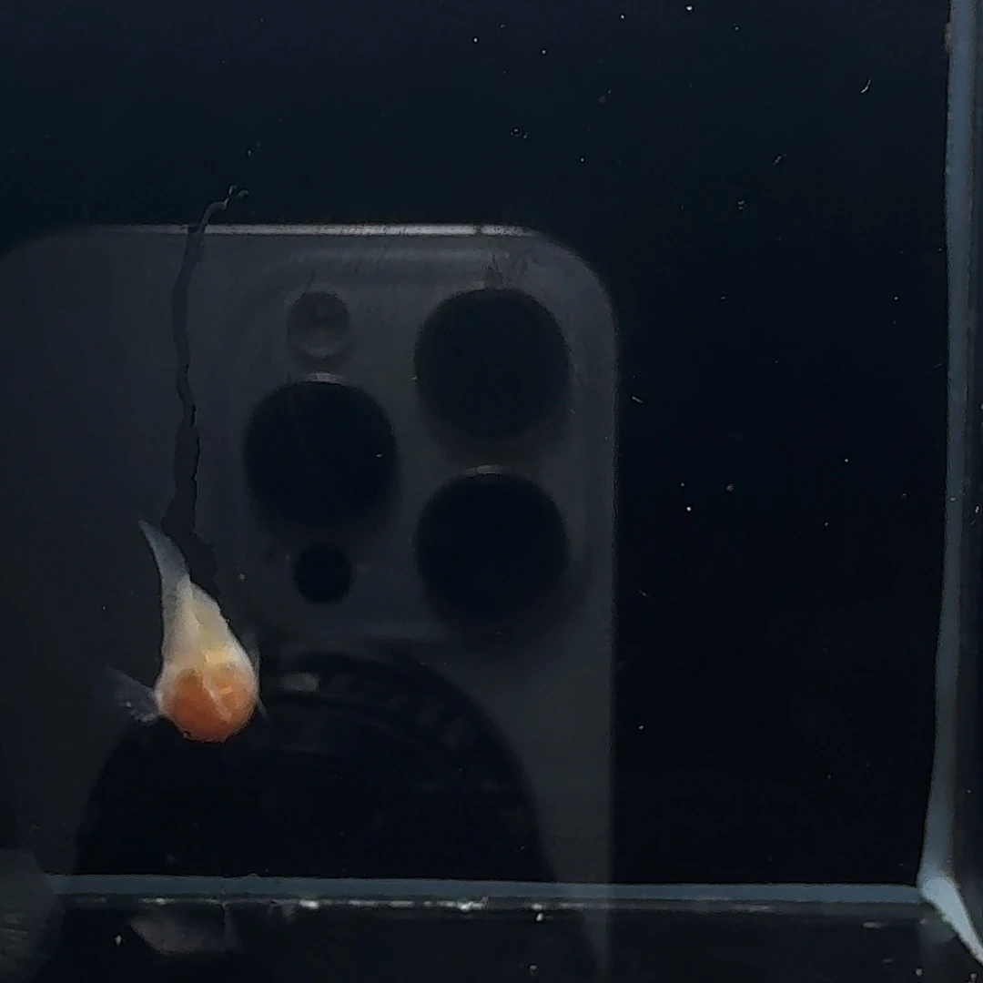 孔雀鱼幻彩球体1对孕母