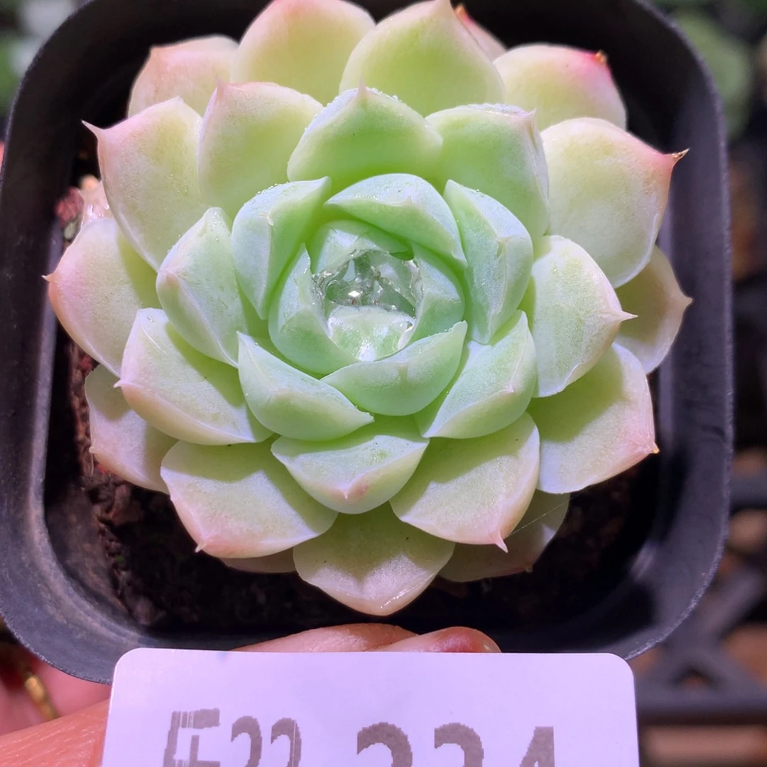 乐然22-234 白月影