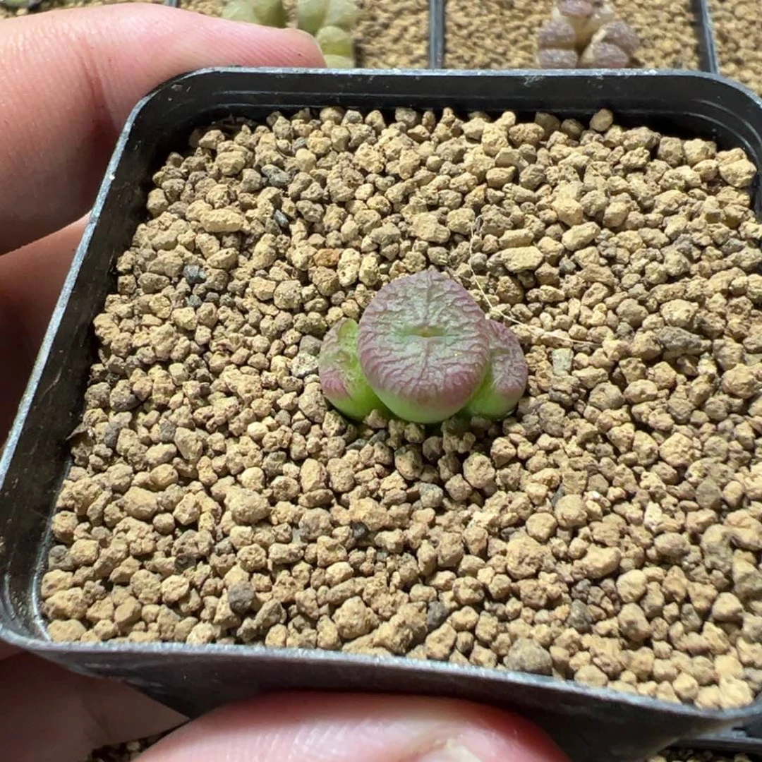 11-72肉锥多肉植物