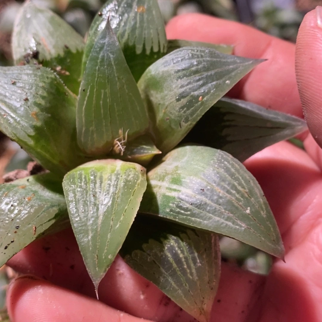 鸿***嘤2244 一颗福利。