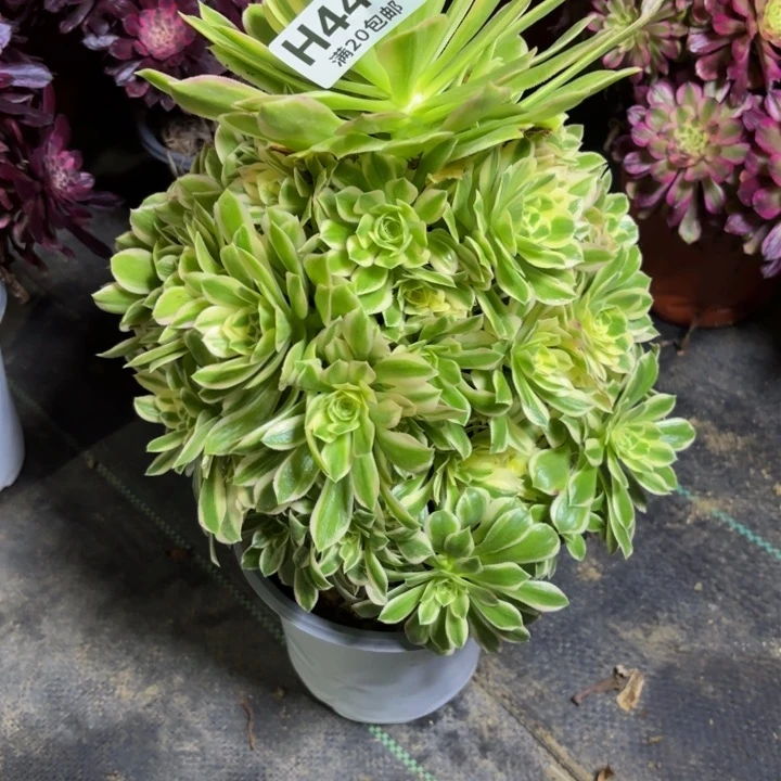 双*瑞妈多肉植物443