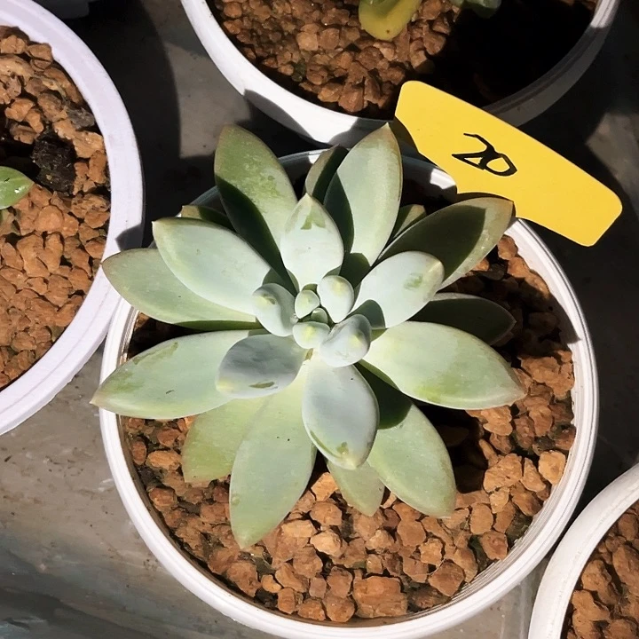 胖哥特20号码牌子的话