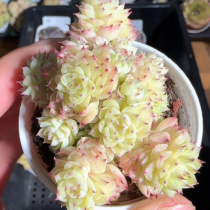 1119-------59麦秆群