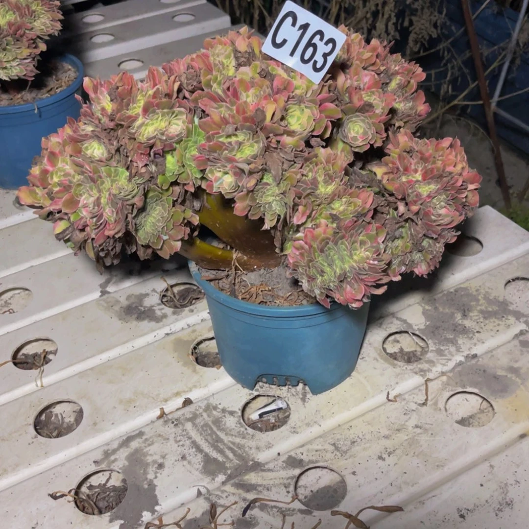 香妃法师7–23包邮