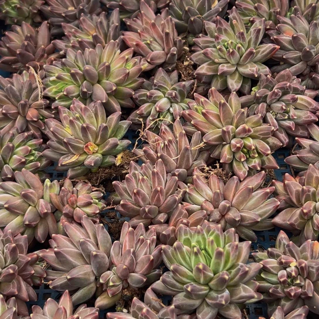 6颗美人系列多肉植物福利