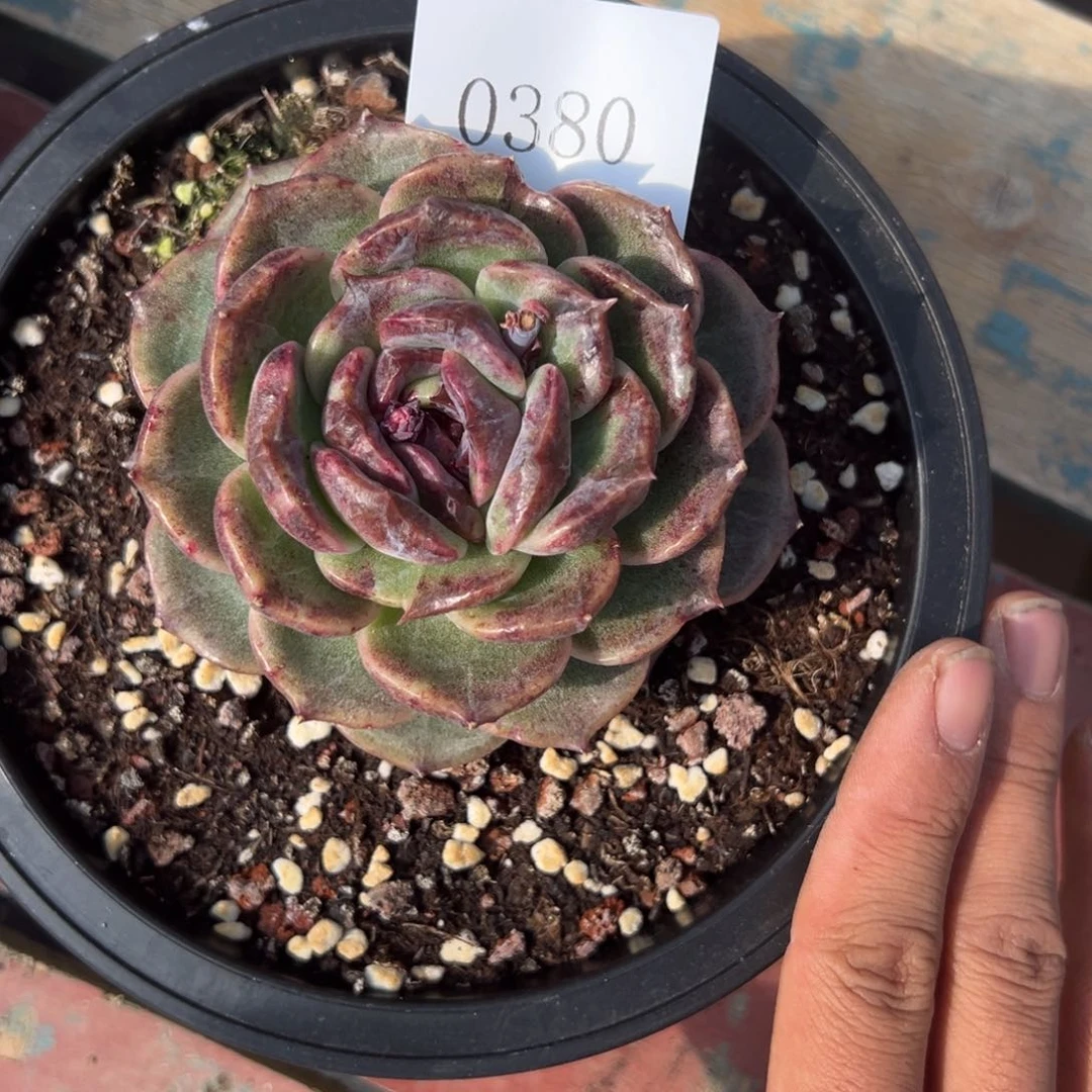 1****u0380多肉多多多多方法