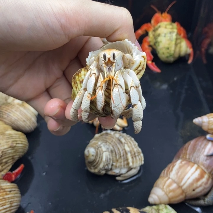 2.3口毛里求斯草莓