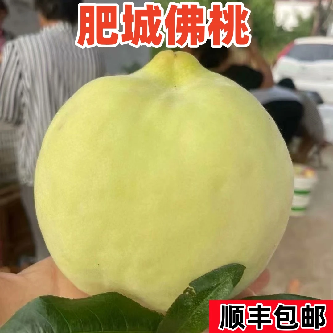 正宗肥城佛桃贡桃顺丰包邮单果1斤大寿桃