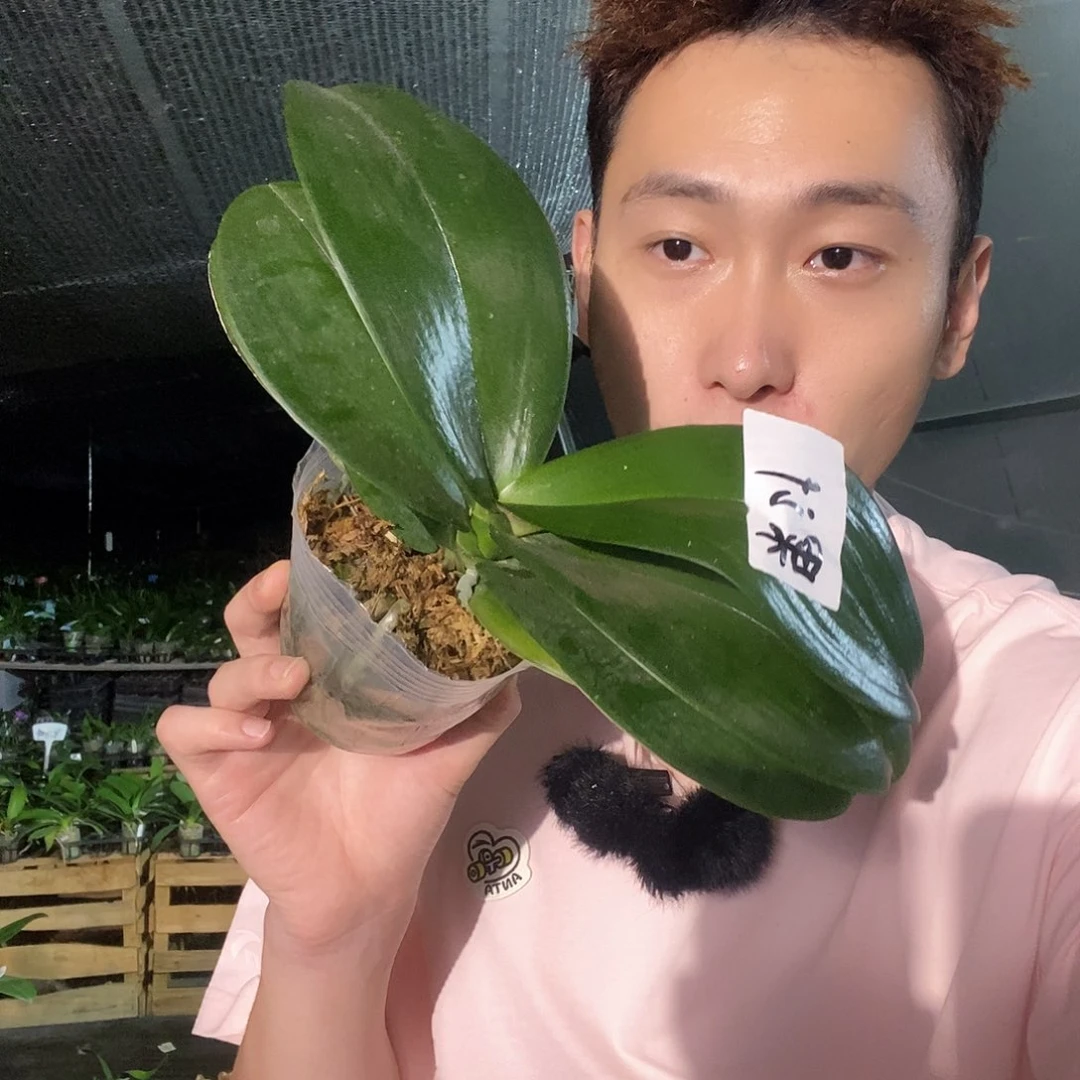 无花朵果汁蝴蝶兰