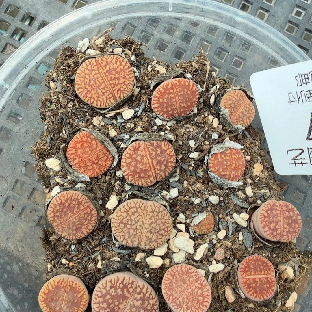 哈哈笑了啊太227好