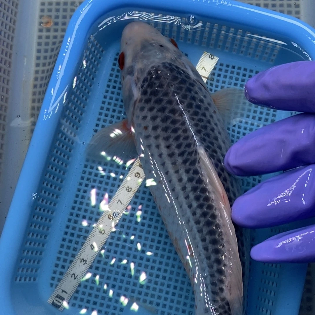 锦鲤冷水锦鲤包邮