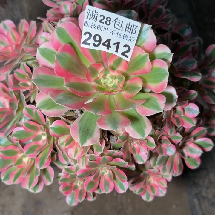 29412女巫多肉植物