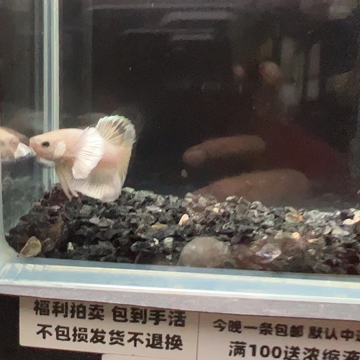 斗鱼跑單拉黑27日71