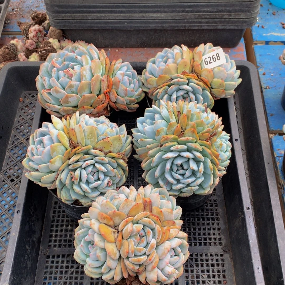 6268五个嗯嗯嗯带盆包邮