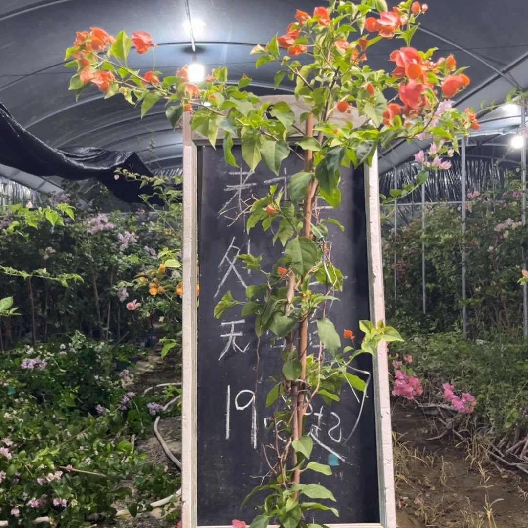 无花朵三角梅三角梅1253