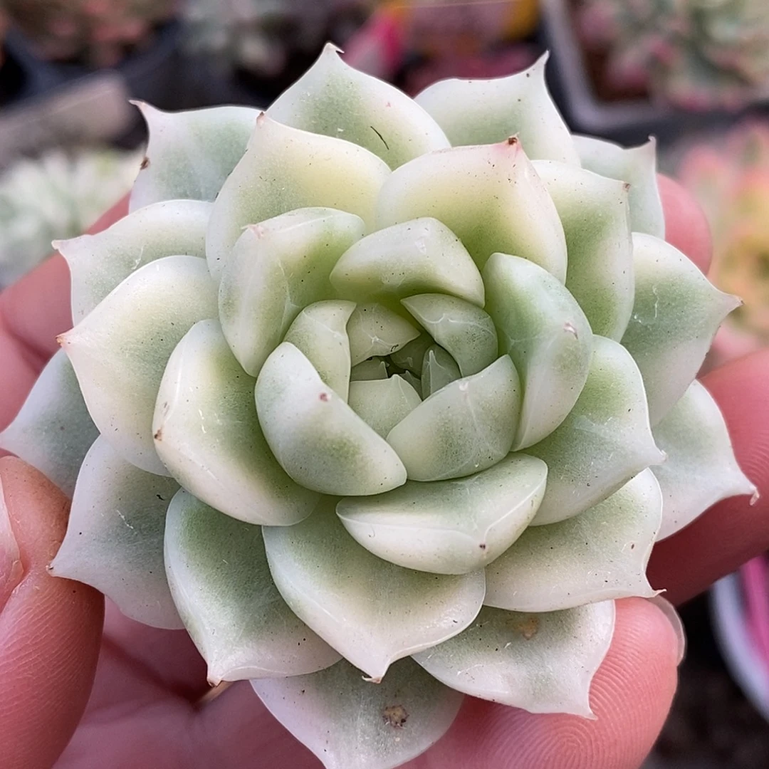 676头盖麦秆哈哈哈哈哈