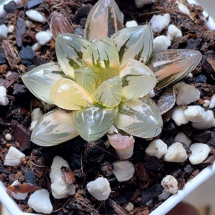 682霓虹灯锦一物一拍