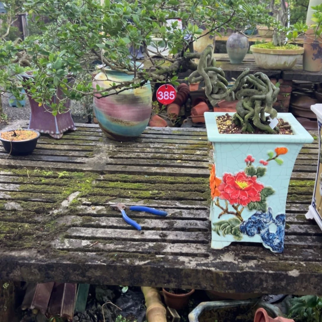 园***号无花朵栀子花盆景老桩