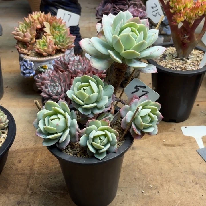 多肉植物，恋曲57号