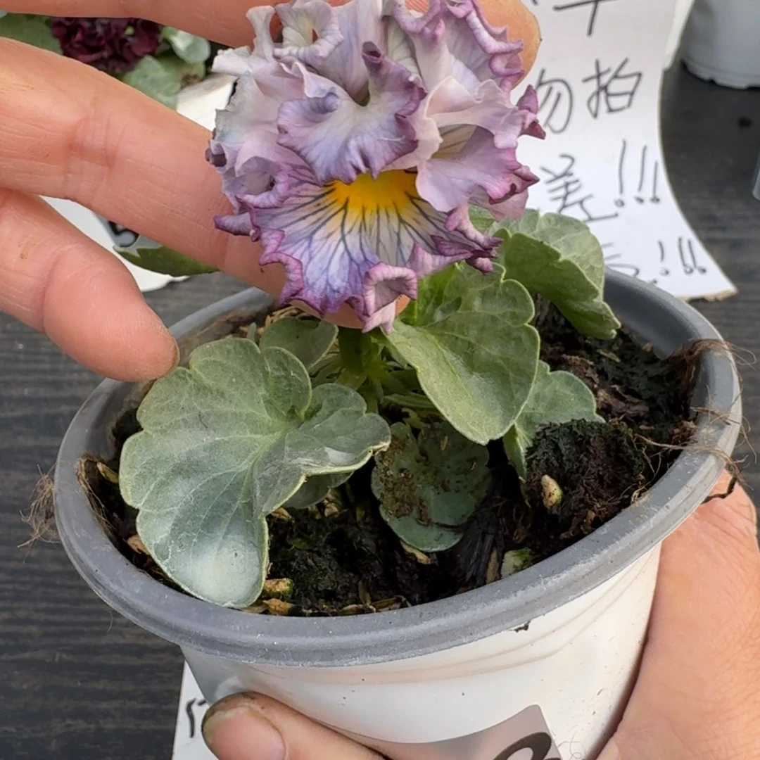 全部花朵863号礼服