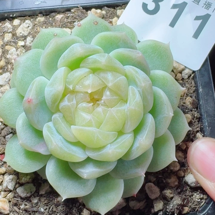 泼天富贵         精控精养多肉植物