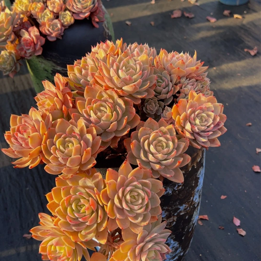 金***阳多肉植物保护研究所