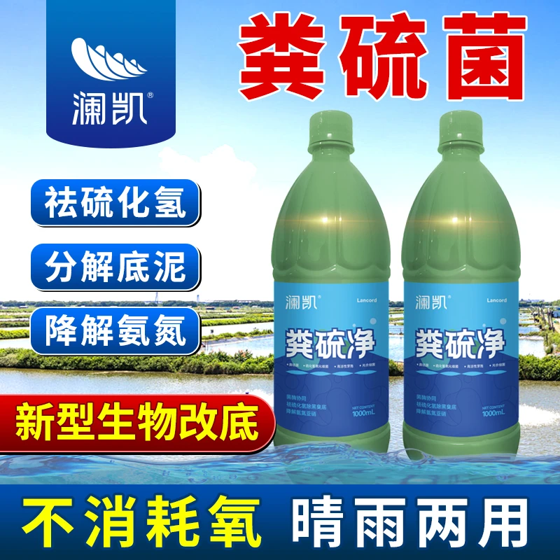 粪硫菌水产养殖用降解硫化氢亚硝氨氮分解底泥净水除臭新型底改王