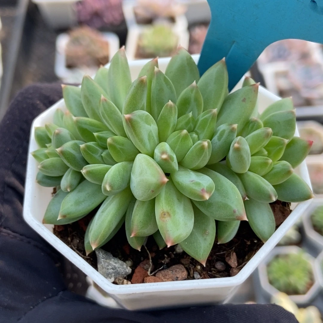 025甲骨文多肉植物多肉