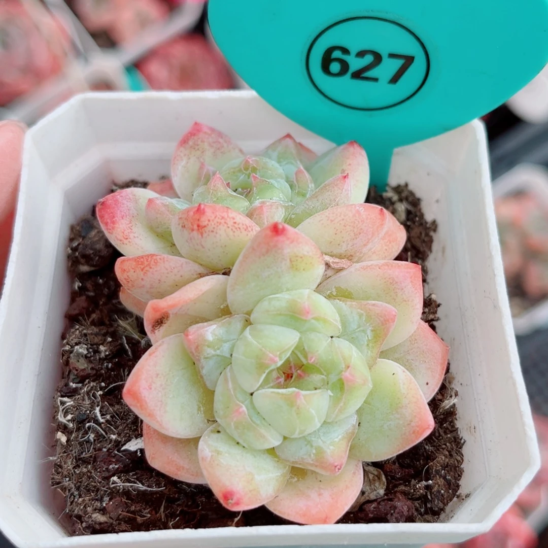 627号小老桩糖心双头
