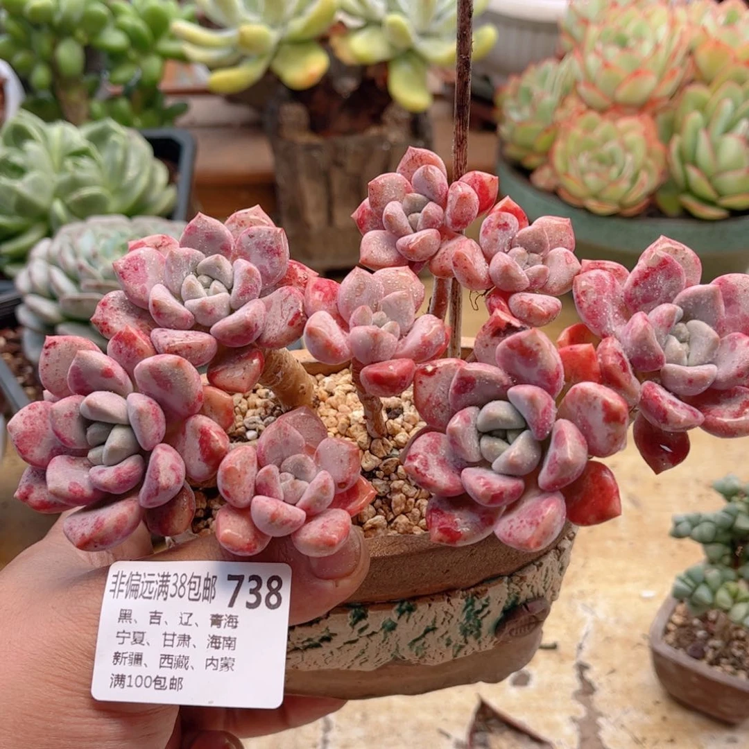 738花斑鹿德华多肉